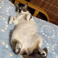 猫の譲渡会