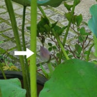 新規投稿は10月1日までだって？