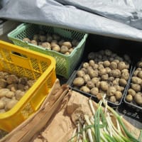 朝もはよから、収穫祭??・・・77