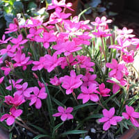 庭の花も初夏に変わりつつ(^▽^)/