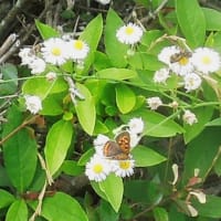 ヒメジオンの花に来る虫