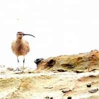 04/26探鳥記録写真-3：狩尾岬の鳥たち（チュウシャクシギ三昧②、）