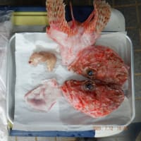 　釣魚下処理オニカサゴ他　本日兜割りと胃袋頂きました！