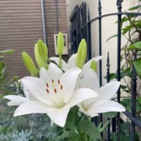 『久我山歳時記』（66）〜夏至はこんなに暑かったかな？