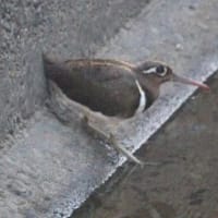 奇跡的に、出会った、タマシギの姿、ドキドキ眺め　(　岐阜県美濃地方　)
