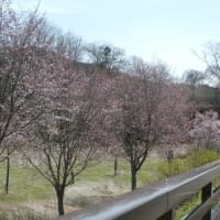 庶路川とサクラと山菜