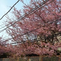 桜情報　満開　桜ピンクです！