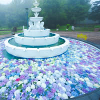 「あじさい花手水」の諫早・山茶花高原　2025/6/15