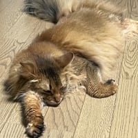 暑中お見舞い申し上げます！
