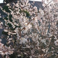 家の庭に花が咲きました内輪の木とミモザ