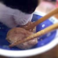 ユッケさんのお食事風景　(=^^=)