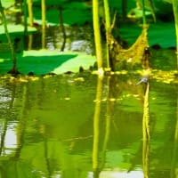 近所の公園