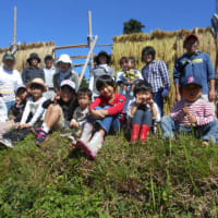 ぎふ・春日　貝原棚田の稲刈りと稲架掛け