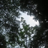 避暑を兼ね吾妻の小渓へ