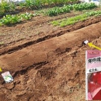 7月1日・ミニダイコン初収穫！