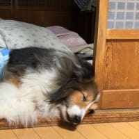 ロッシを失って