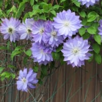 オープンガーデンを見に行ったが花がなくなっていた