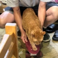 看板猫のいるお店で猫飲み 2 (2408-1)