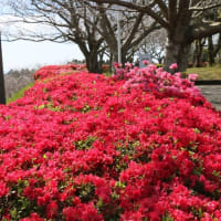 美しいロケーションの瀬戸公園🌸