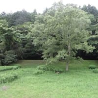 バス旅…神楽女湖の花菖蒲