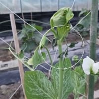 忙中に「遺影」を残す^^;