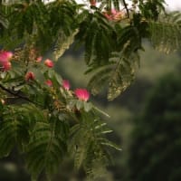 　合歓の木の花　　　　　　　　　　　　　　　　　　　　　　