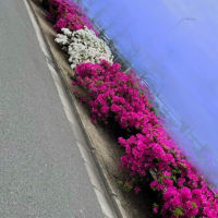 和歌山市の花「つつじ」