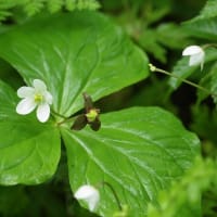 清楚な野の花たち
