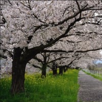 「ふじの咲く丘・鮎川サイクリングロード・竹沼ダム」で 咲く桜