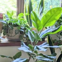 パキラの植え替え