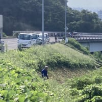 浅川ダム直下の花ももの土手の草刈り、フジバカマ苑、クジャク蝶