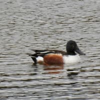 東京・葛西臨海公園 Kasai Marine Park, Tokyo, April 6, 2025