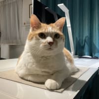 本日のチャロさん#274