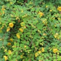 田舎へ　６月　③