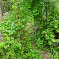 家庭菜園　にがごり