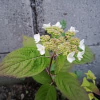 【　山紫陽花　】　マイ・ガーデン