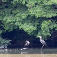 アオサギさん　「カワウさん達、おはよー！」