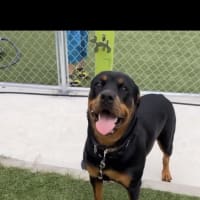 R4/8/27 ドッグランK9コズミックに行ってきた🐶