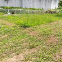 ハンマーモアを借りて草刈りでした(^_^)v