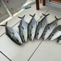 本日の釣果(5/18)