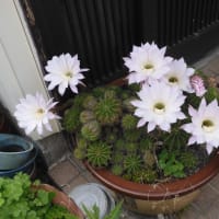 サボテンの花、その２