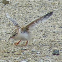 コアジサシの雛の飛ぶ練習