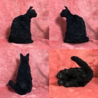 黒猫🐈‍⬛🎀羊毛フェルト
