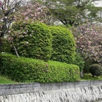 八重桜の咲く頃