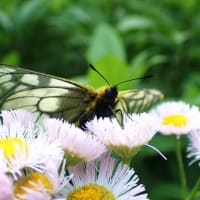 ウスバシロチョウ　家の周りでも飛び回っています
