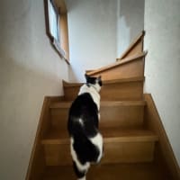 2025/5/28の朝