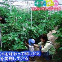 千葉の贈り物　千葉県袖ケ浦市の「いちじく」のご紹介（フジテレビよりご紹介）