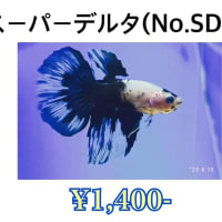 ベタ入荷しました！