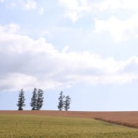 美しき大地…美瑛