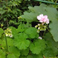 ゼラニウム（我が家の花）